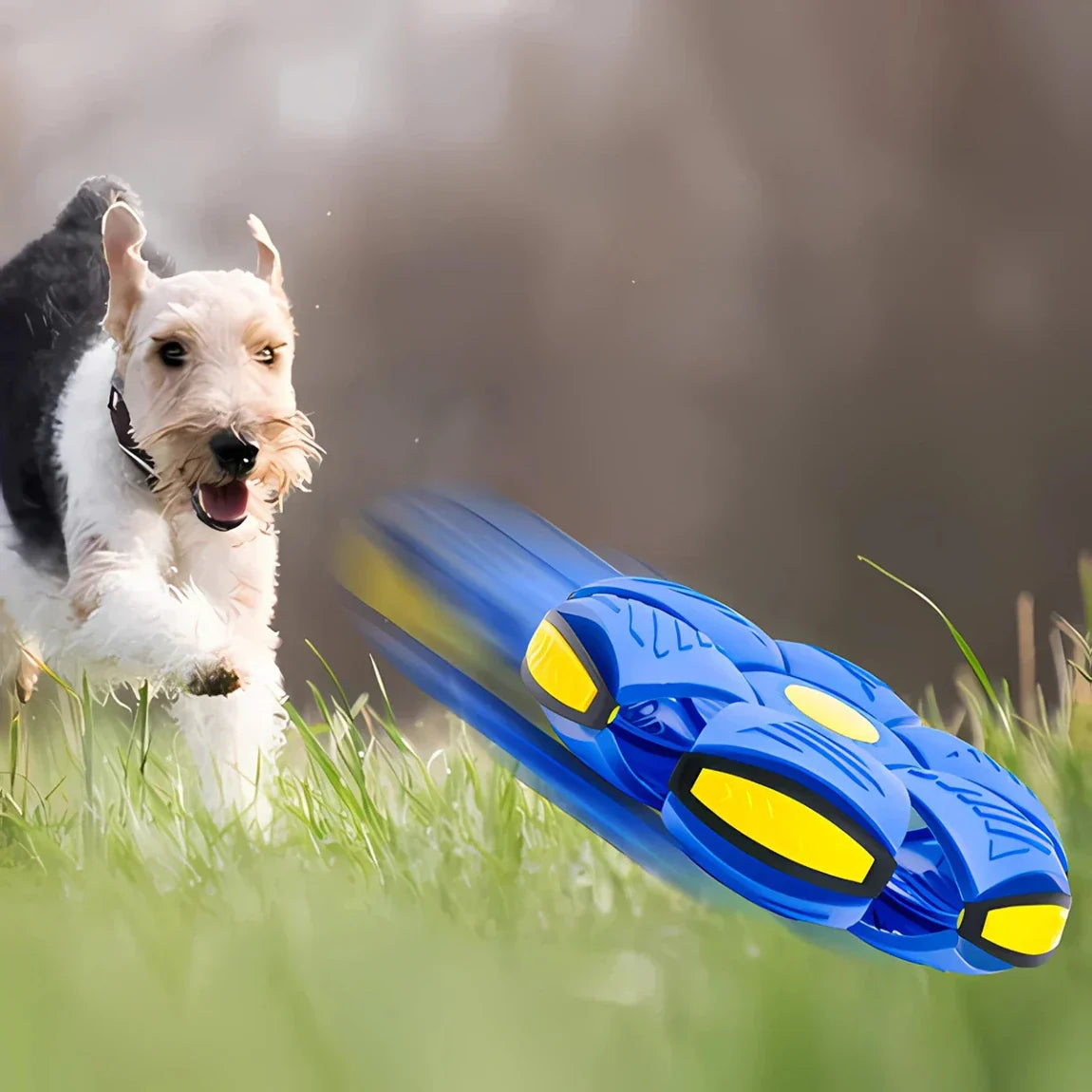 Pet Flying Saucer Ball