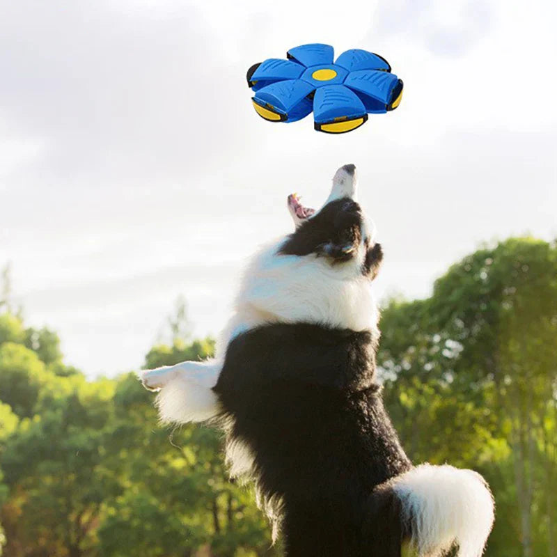 Pet Flying Saucer Ball